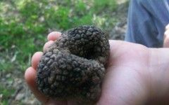 Première truffe du minus!